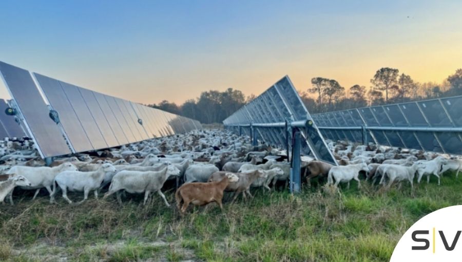 Grazing Under Solar Panels: A Revolution in Agriculture and Energy