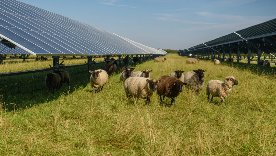 Agrivoltaics: A Sustainable Solution for Food and Energy Needs