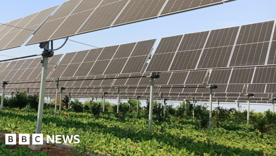 Agrivoltaics: Farming Beneath Solar Panels for Stability