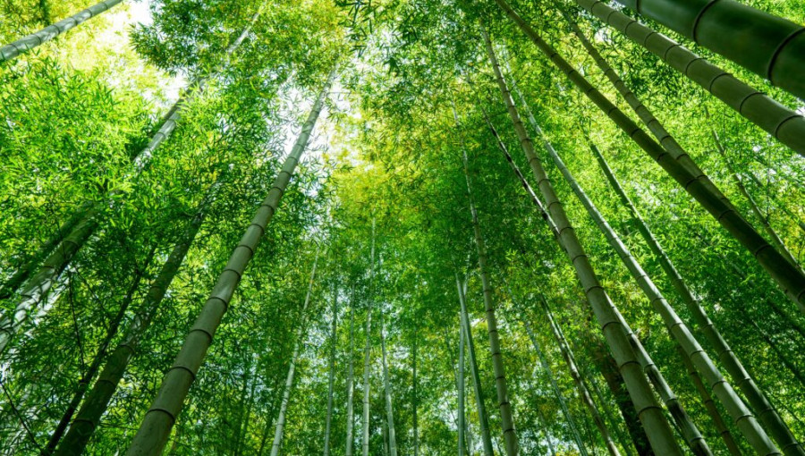 High Strength Biodegradable Bamboo Plastic Outperforms Petroleum Materials