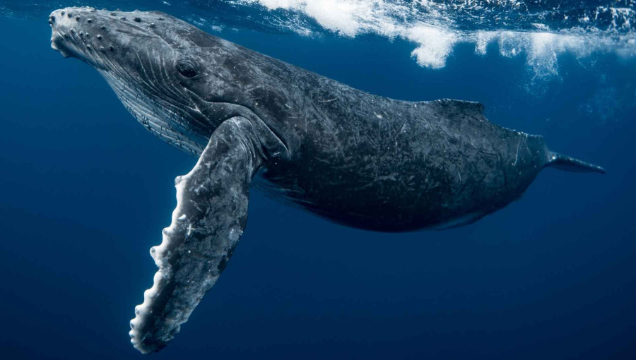 Humpback Whale Design Boosts Wind Turbine Blade Efficiency