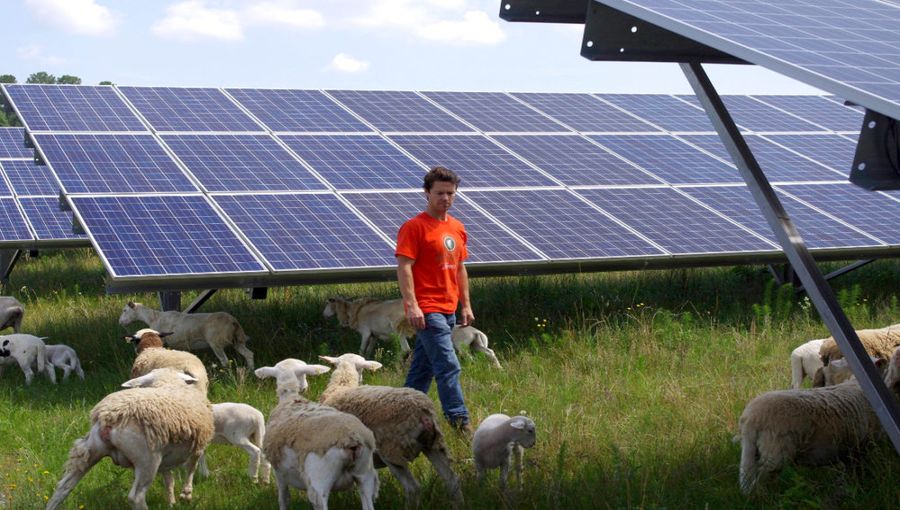 Solar Panels And Rice Fields Thrive Together In Japanese AgriSolar Pilot