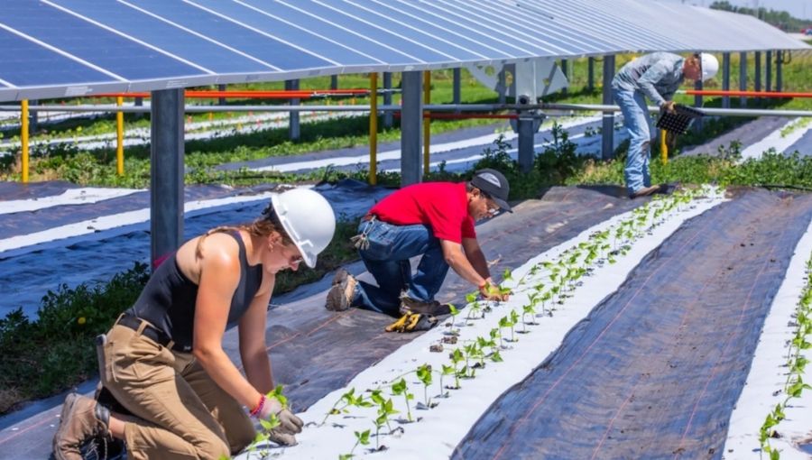 Iowa State University Research Shows Solar Panels Could Boost Crop Yields