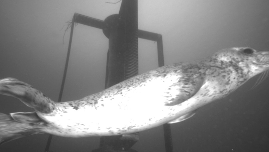 Study Finds Tidal Turbines Safe For Marine Life