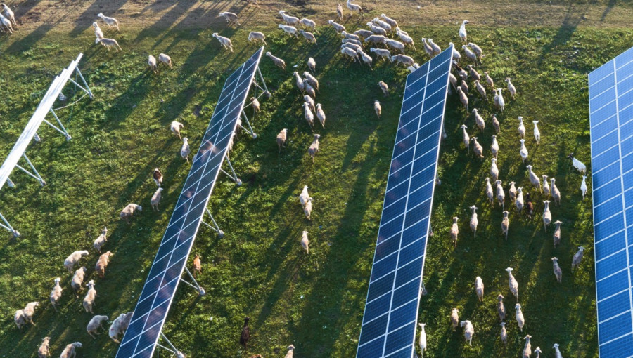 Virginia Farmer Thrives with Agrivoltaics After Ice Storm